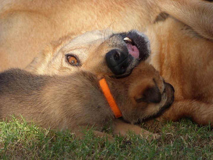 chinook dog